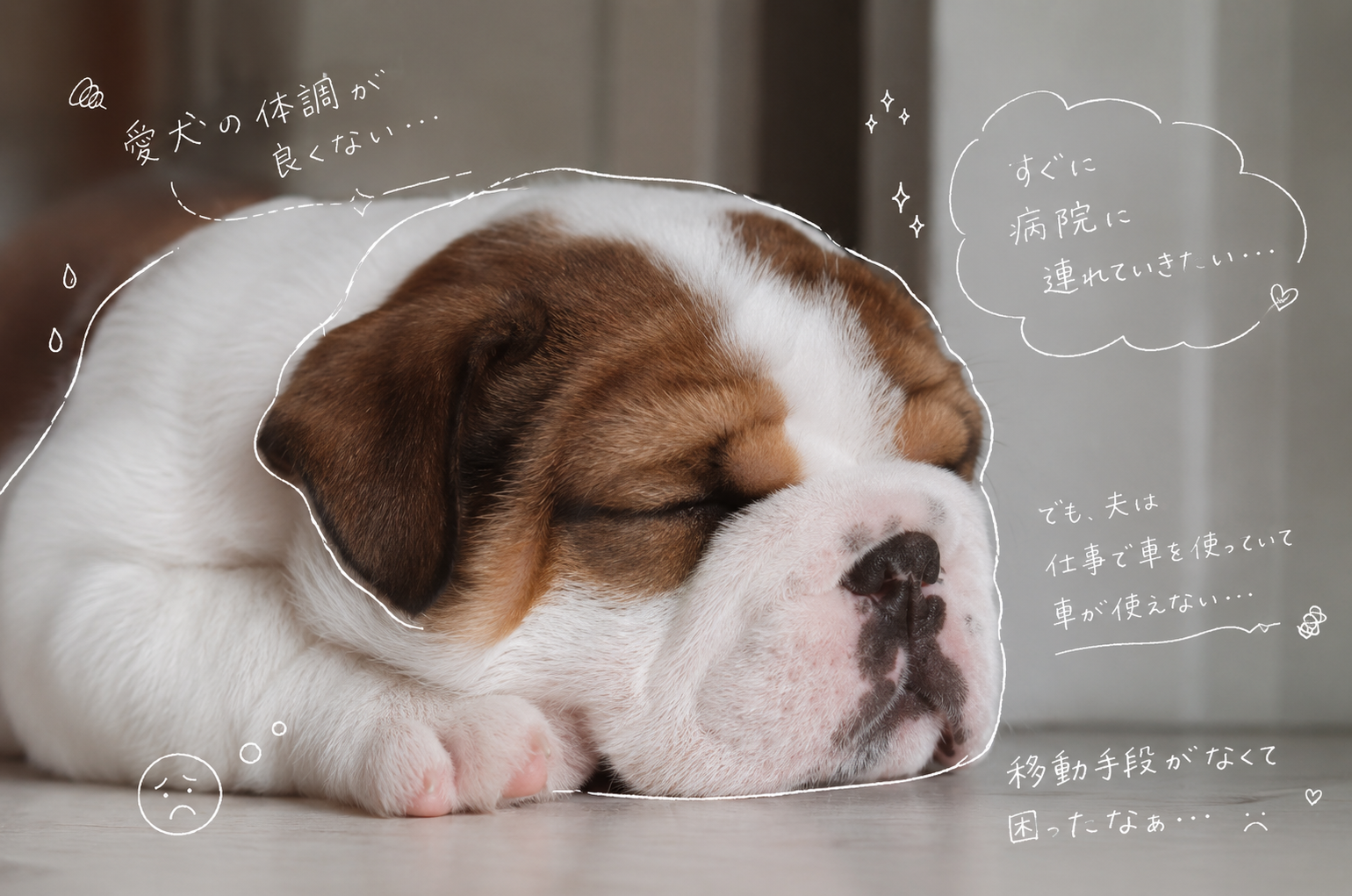 仙台で犬を病院に連れて行く際に利用できるペットタクシー