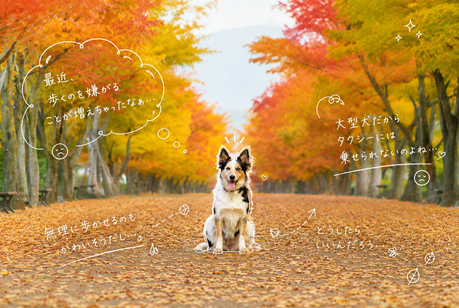 高齢犬を安心して送迎できる仙台ペットタクシーPETRIP