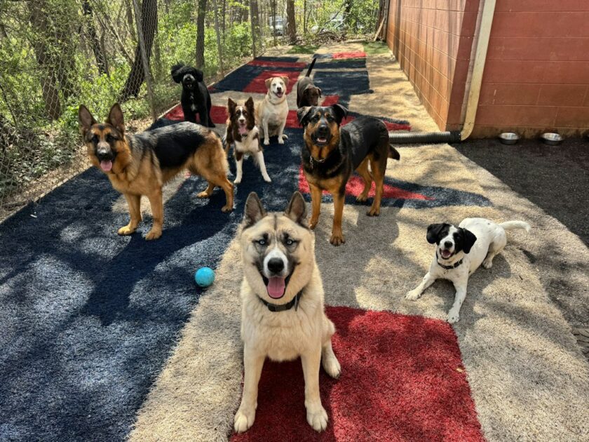 犬を一時預かり施設へ連れて行くイメージ