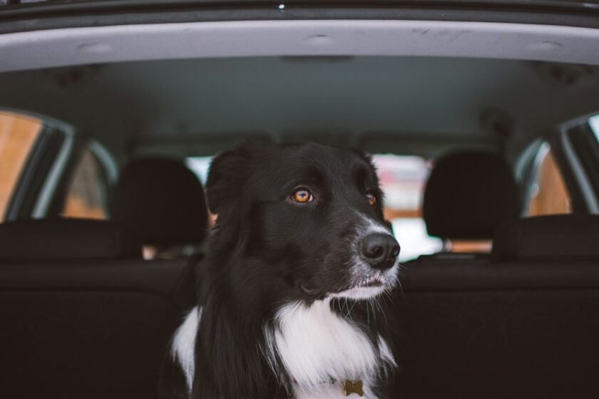 犬を車で目的地へ送迎するイメージ