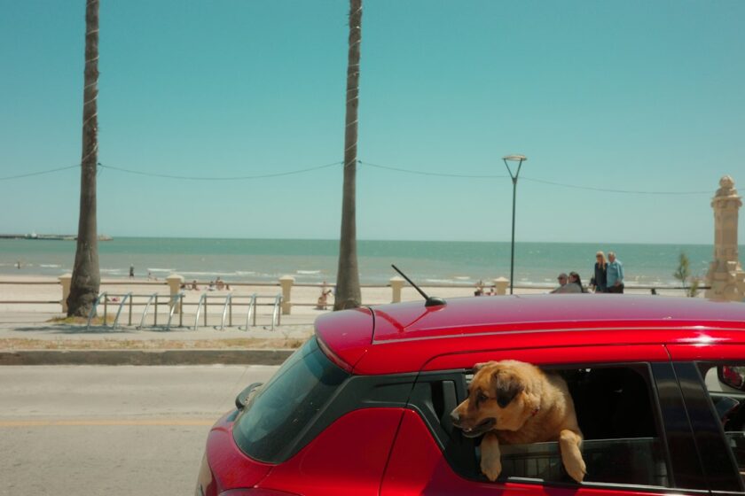 犬を車で送迎するイメージ