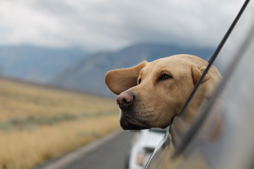 犬を車で動物病院へ送迎するイメージ