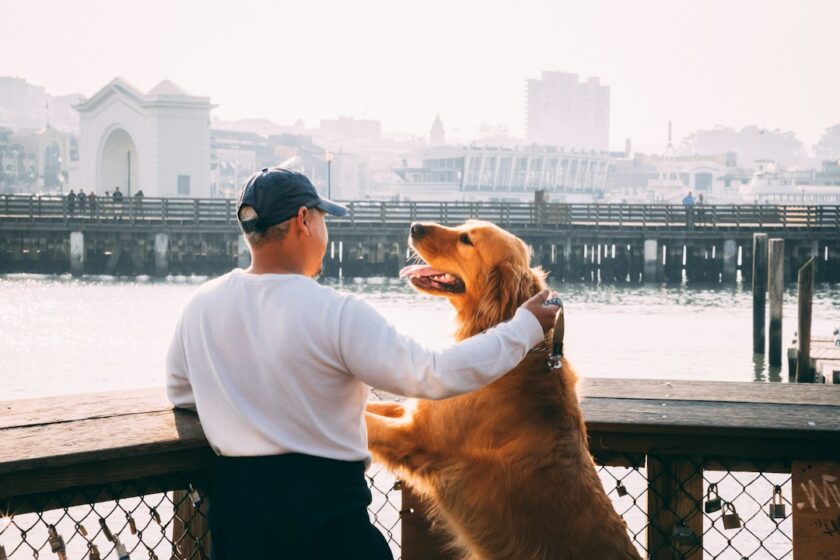 塩竈市で犬を送迎するイメージ