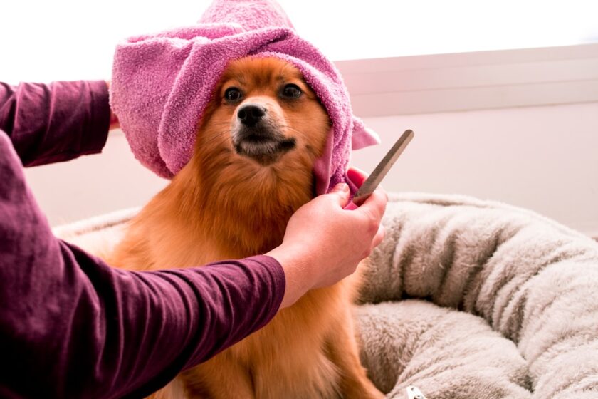 大型犬のトリミングイメージ