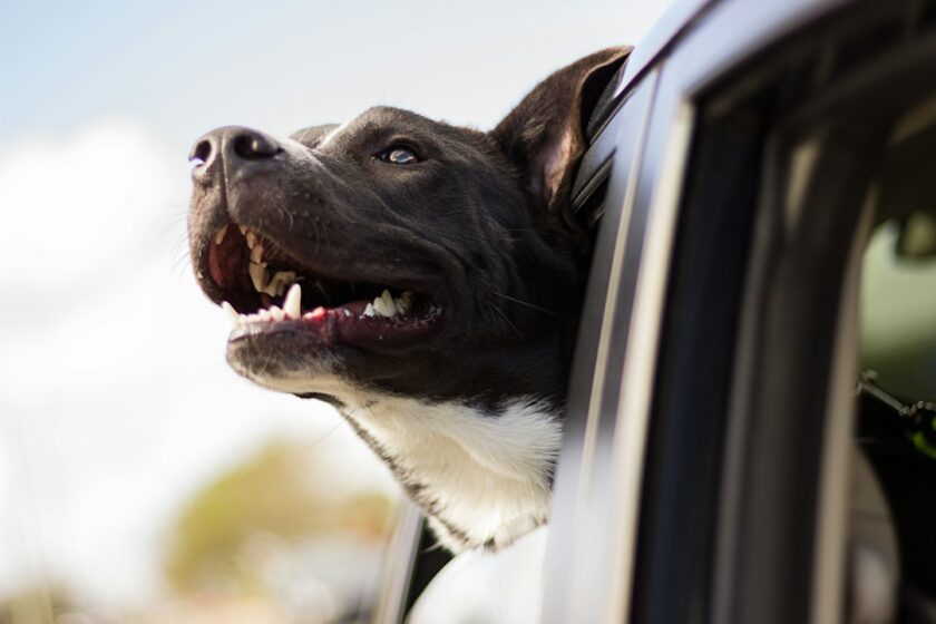犬を車で動物病院へ送迎するイメージ