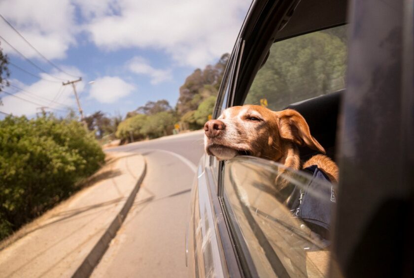 富谷市の住宅地から犬を車で送迎するイメージ