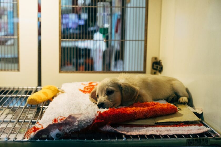 手術や処置後に休む犬のイメージ