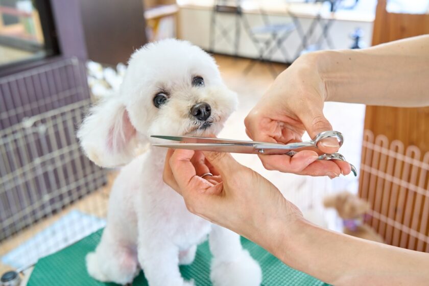 犬をトリミングサロンへ送迎するイメージ